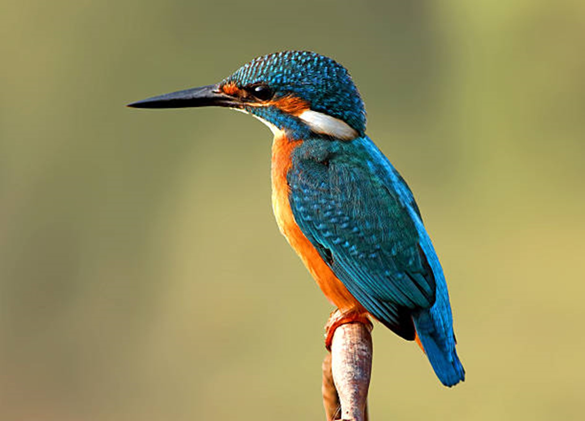 Eisvogel