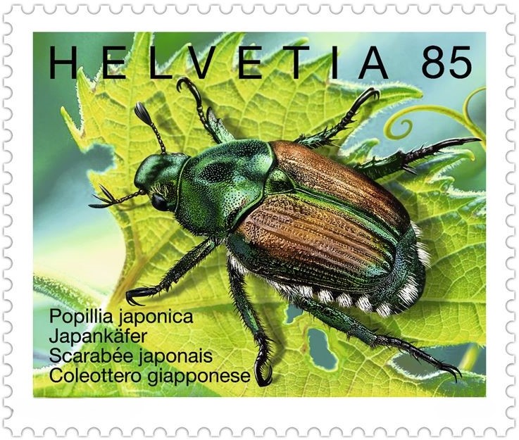 Japankäfer