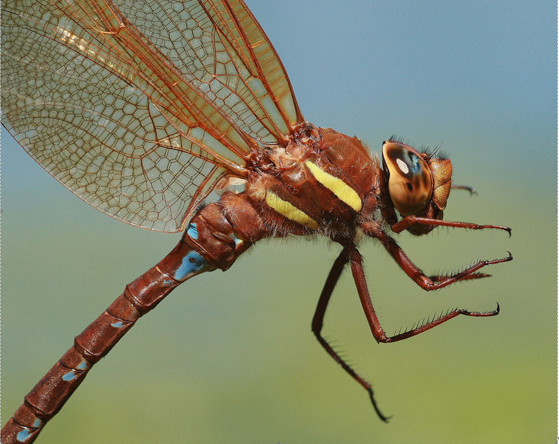 Braune Mosaikjungfer