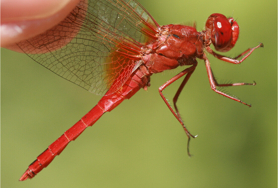Feuerlibelle