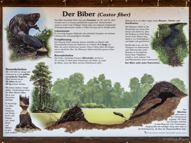 Schematische Darstellung einer Biberburg