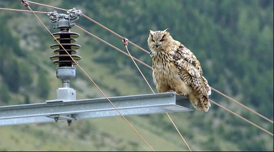 Uhu auf Strommast
