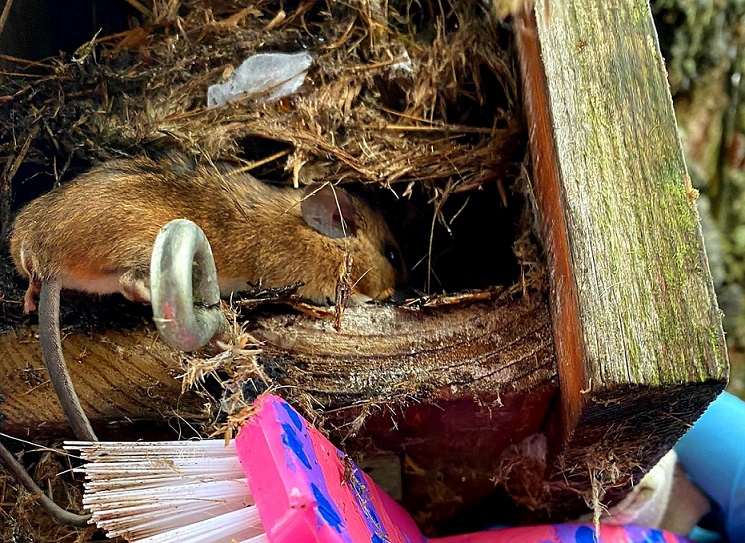 Waldmaus im Nistkasten