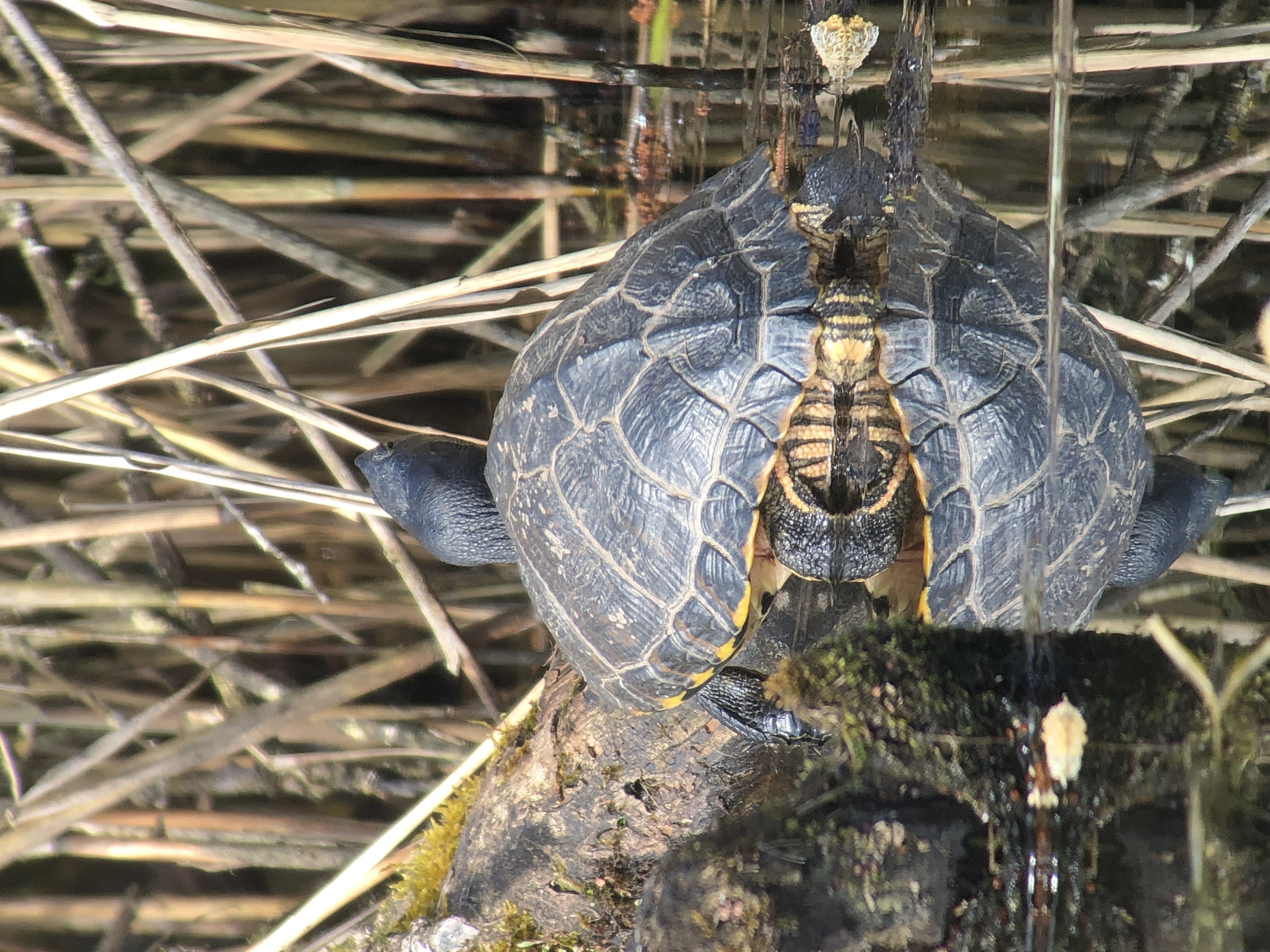 Gelbwangenschmuckschildkröte