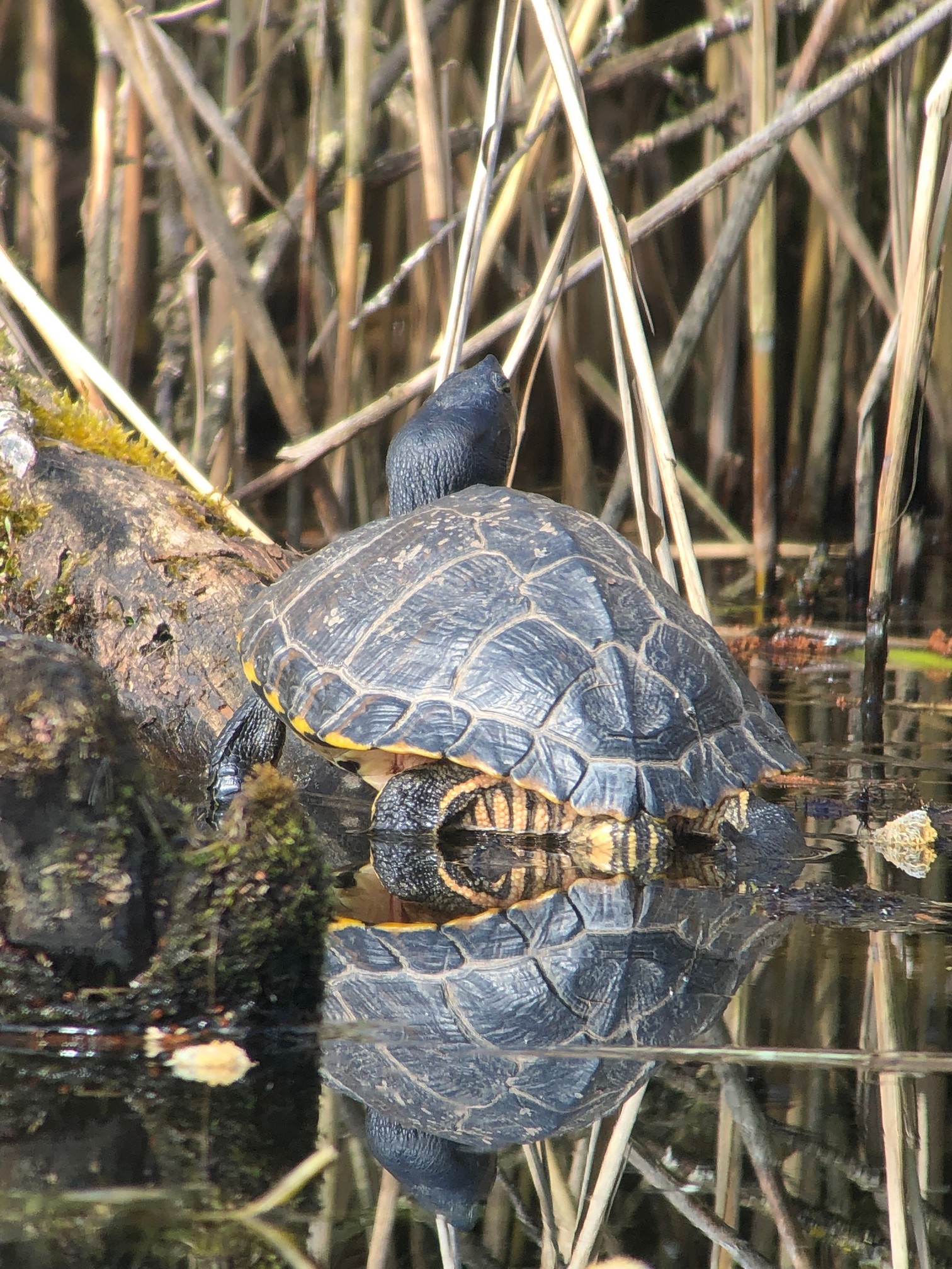 Gelbwangenschmuckschildkröte