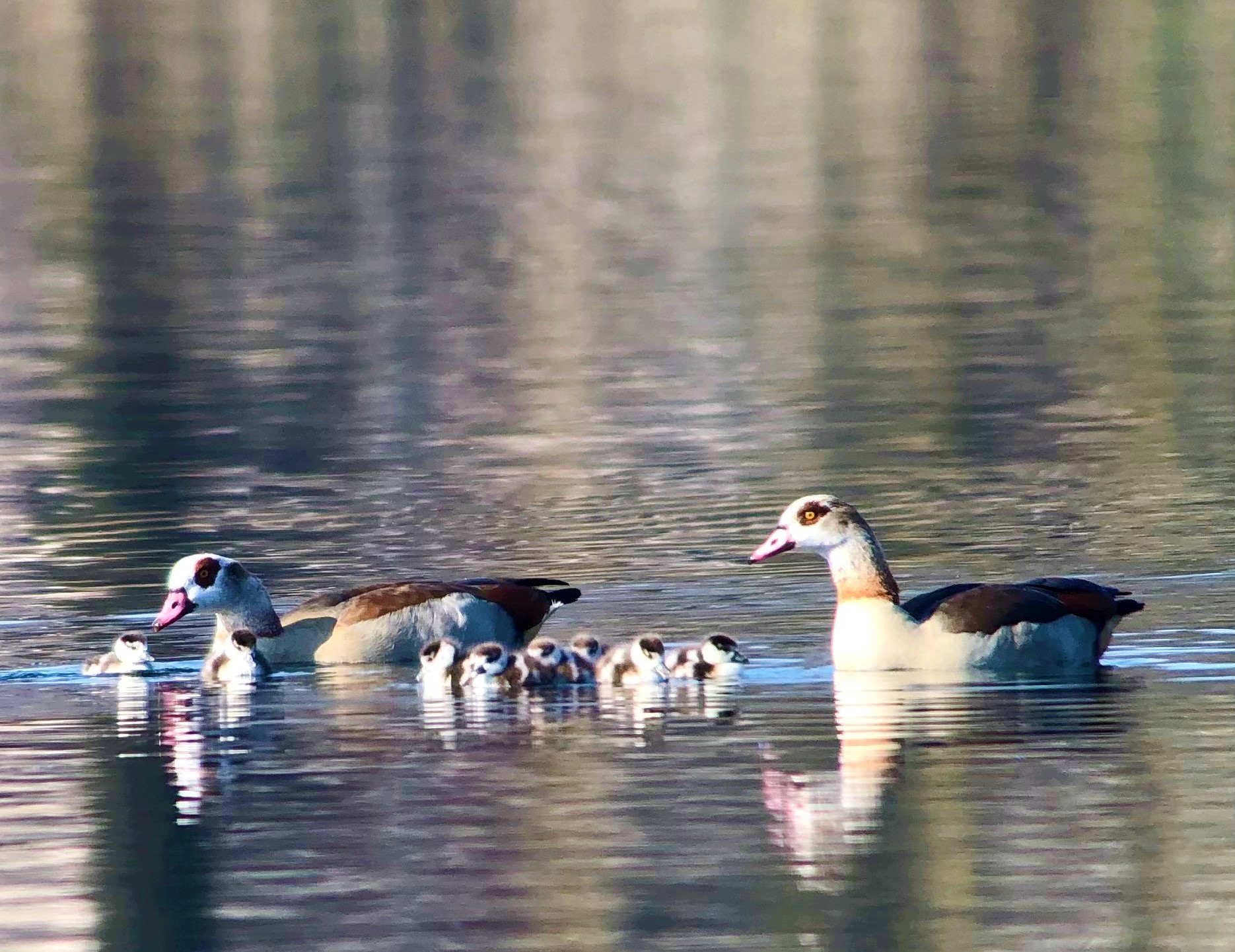 Nilsganspaar mit 8 Jungen