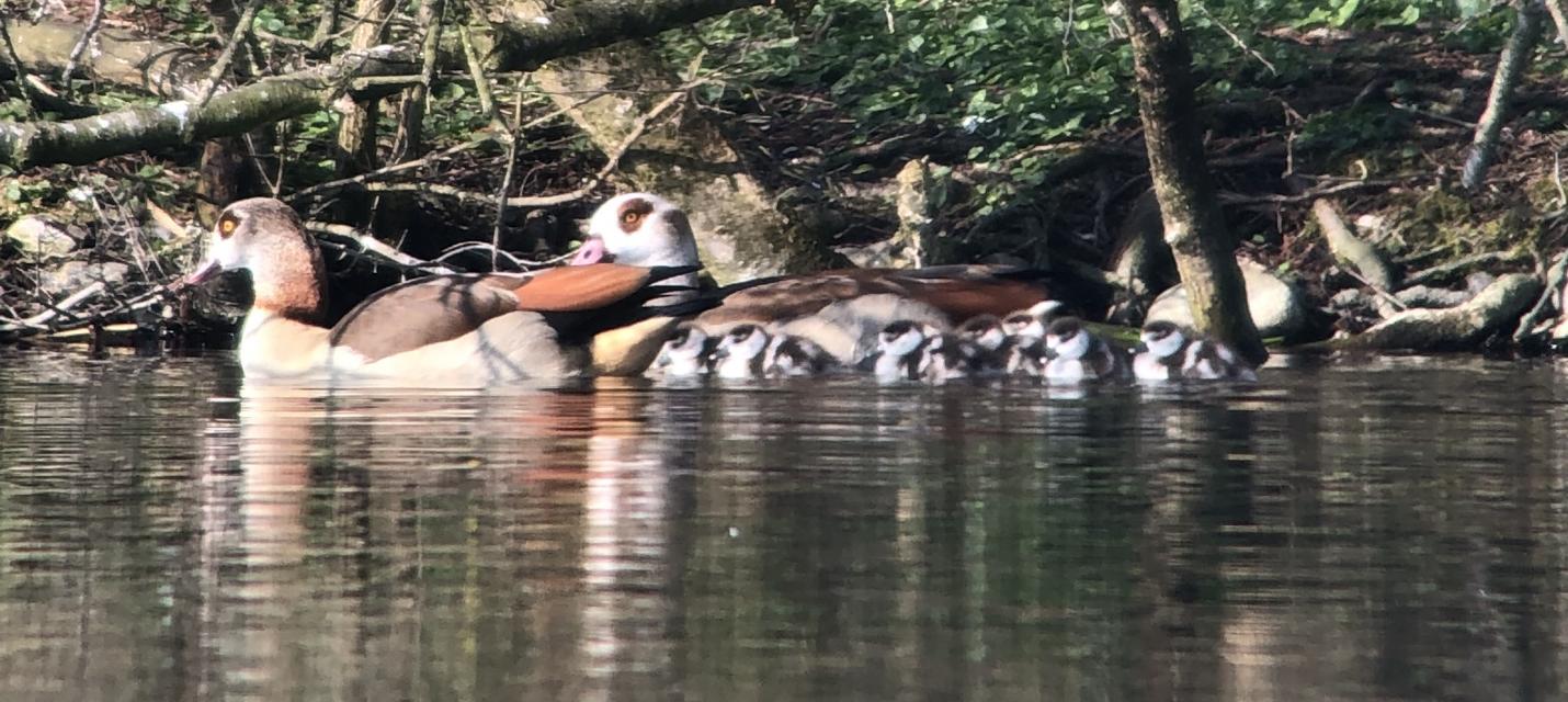 Nilgans