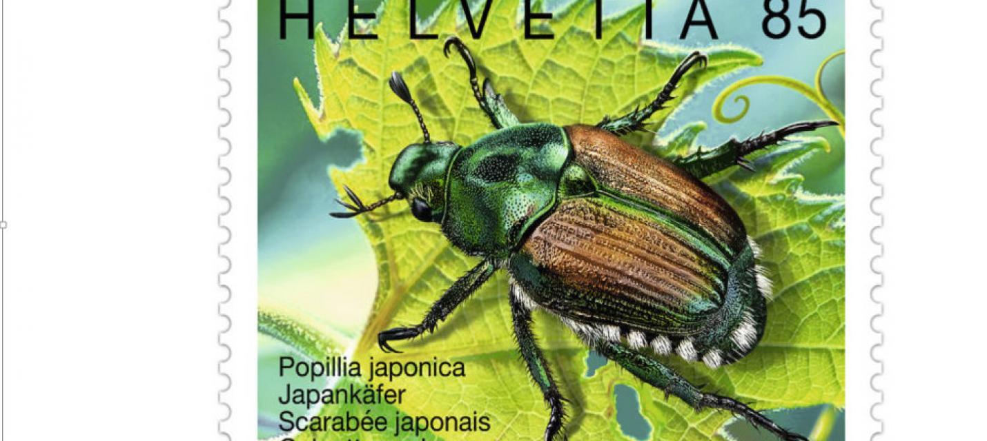 Briefmarke Japankäfer