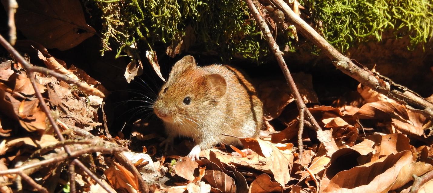 Waldmaus