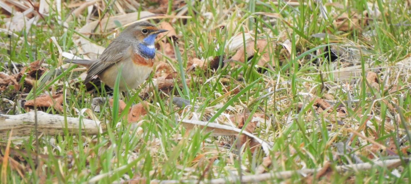 weiss-sterniges Blaukehlchen am Inkwilersee