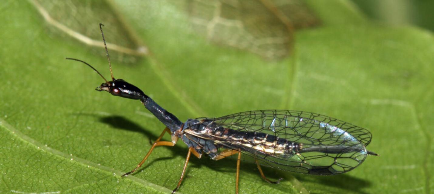 Die schwarzhalsige Kamelhalsfliege (Venustoraphidia nigricollis) © Harald Bruckner