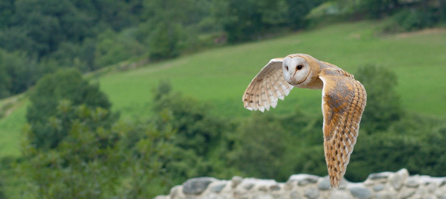 Schleiereule im Flug