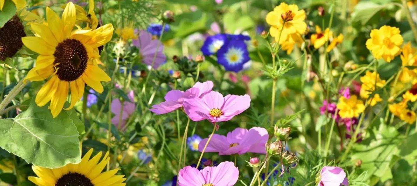 Blumenwiese