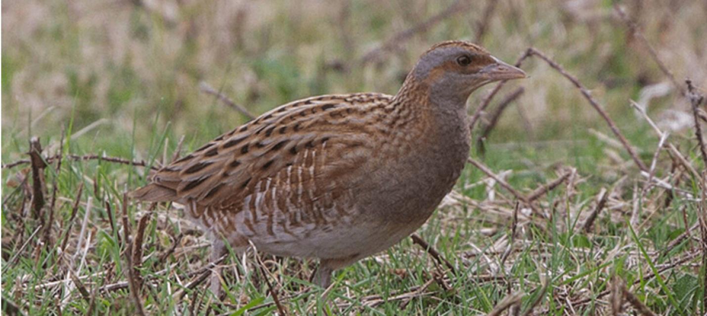 Wachtelkönig