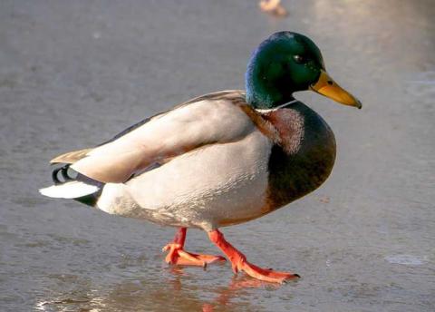 Stockente