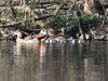 Nilgans