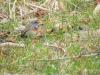 weiss-sterniges Blaukehlchen am Inkwilersee