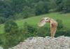 Schleiereule im Flug
