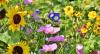 Blumenwiese